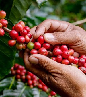 Coffee Cherry