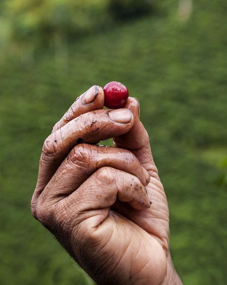 Handpicked